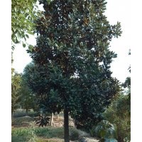 貴州貴陽(yáng)15公分廣玉蘭