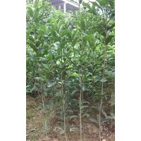 20公分高桂花樹苗價(jià)格0.45元，1米高桂花樹苗價(jià)格8毛，1.8米高桂