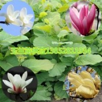 1米高玉蘭苗最早開花白紫黃玉蘭花苗玉蘭苗價(jià)格