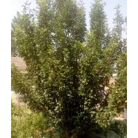 13-15公分京紅海棠樹