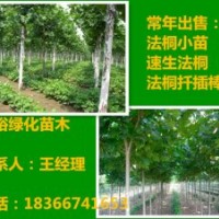 急售3.5米裸根定桿法桐1米|2米法桐小苗最新報價