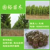 供應9公分3.2米裸根定桿法桐小苗山東濟寧價格