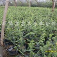 1米高香樟，1米高紅豆杉，1米高雞爪槭，1米高馬尾松