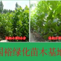 低價(jià)出售裸根速生法桐1公分|2公分法桐小苗價(jià)格