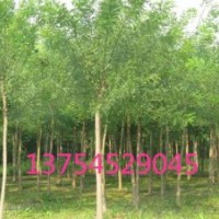 國槐小苗，平頭國槐