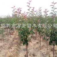 王族絢麗亞當(dāng)海棠,碧桃,紫葉矮櫻,木槿,白蠟國(guó)槐實(shí)生苗