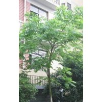 供應(yīng)6-40公分皂角 皂角 價(jià)格