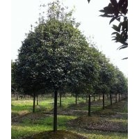 四川桂花哪里便宜