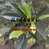 8公分單性木蘭,9公分單性木蘭,10公分單性木蘭