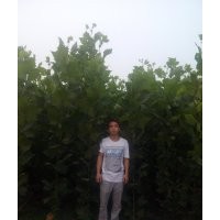 供應(yīng)速生法桐小苗