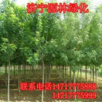 白蠟_白蠟價(jià)格_白蠟求購_白蠟圖片_白蠟基地