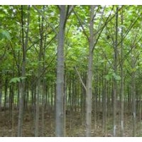 大量低價(jià)8-15公分馬褂木