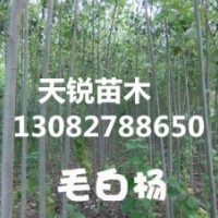 山東毛白楊小苗，山東毛白楊小苗價格，天銳苗木
