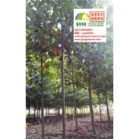 6、7、8公分速生法桐低價出售