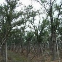 樸樹報價南京樸樹產(chǎn)地直銷移植