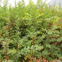 紫薇價格南京精品紫薇產(chǎn)地直銷