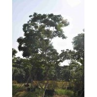 供應(yīng)：紅花風(fēng)鈴木