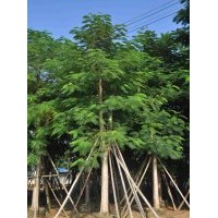 供應(yīng)：鳳凰木