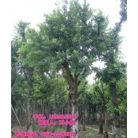 供應(yīng)：細(xì)葉榕