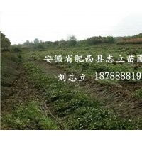 供應(yīng)安徽紅葉李.安徽大葉女貞安徽.烏桕.安徽三角楓.安徽桂花肥西