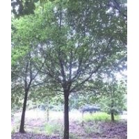 供應(yīng)浙江香樟價格 5-6-7公分香樟報價