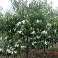 含笑價格 精品6-8公分含笑價格 南京含笑價格