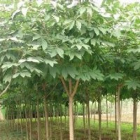 江蘇七葉樹價(jià)格苗圃5公分七葉樹價(jià)格