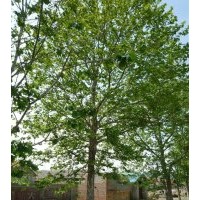 供應(yīng)1-20公分法國梧桐（懸鈴木） 8公分法桐價格