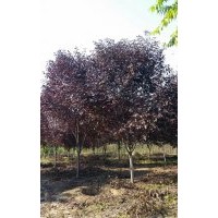 河北8公分加拿大紅櫻，9公分加拿大紅櫻，10公分加拿大紅櫻，