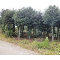 10公分杜英,10公分杜英樹最新報價,綠盛苗木