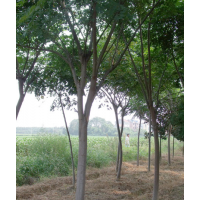 10公分大葉女貞價格