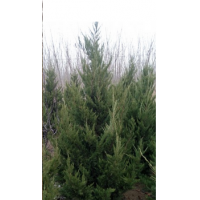 供應(yīng)2-2.5米多頭龍柏