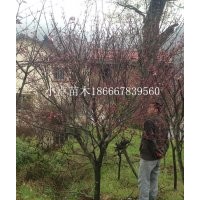 農(nóng)戶低價供應(yīng)紅楓