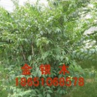 沭陽金銀木出售，沭陽種植金銀木，沭陽金銀木基地