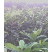 批發(fā)木瓜苗，枇杷，桂花，側(cè)柏苗