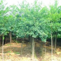 米徑3公分杜英、米徑3公分香樟