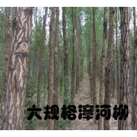供應(yīng)柳樹、垂柳、樟河柳、金絲垂柳、
