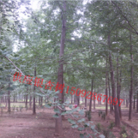 求購 供應(yīng)山東10 12 15 16 18 20 21 23 24 25公分銀杏樹