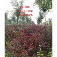 低價處理山杏，紫葉矮櫻，