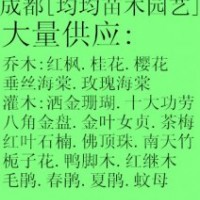 四川成都溫江繡球花.海桐.黃秧基地
