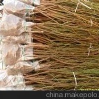 桃樹苗山西桃樹苗價(jià)格山桃苗毛桃苗3-8公分桃樹