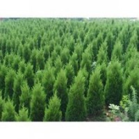 蜀儈山西蜀儈價(jià)格1-2米蜀儈2.5米蜀儈3米蜀儈