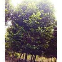 天竺桂|成都精品天竺桂|精品天竺桂|天竺桂價格