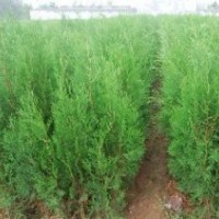 供應(yīng)1-3米側(cè)柏