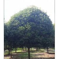長期供應(yīng)：各規(guī)格桂花，金桔等綠化苗木