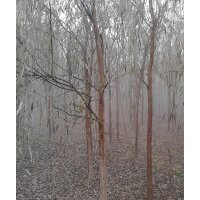 長期大量供應(yīng)垂柳