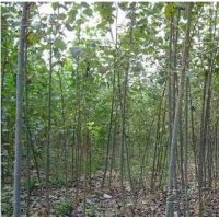 運城毛白楊苗木供應