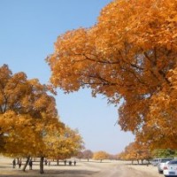 大連暢松園林出售大量五角楓