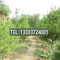 供應油松、造型松、白皮松、銀杏、油松 黃連木 楸樹 南北欒 黃櫨