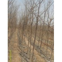 海棠、流蘇、金葉女貞精品苗木